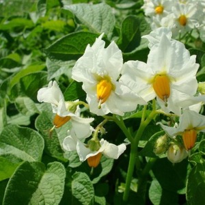 Early ripe table potato variety Vega