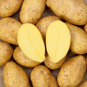 Unpretentious to grow and high-yielding potato variety El Mundo
