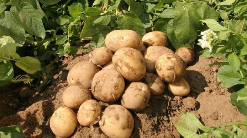 Unpretentious to grow and high-yielding potato variety El Mundo
