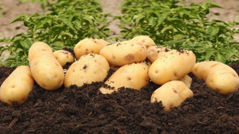 Unpretentious to grow and high-yielding potato variety El Mundo