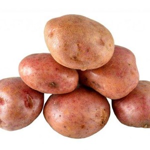 Disease Resistant Table Potato Kurazh from Holland