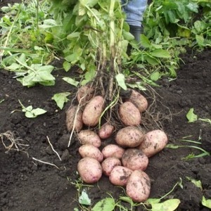 Disease Resistant Table Potato Kurazh from Holland