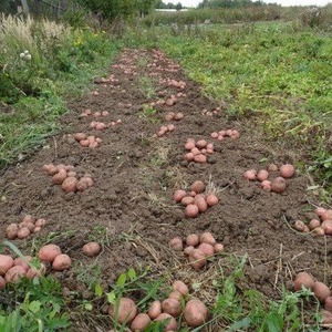 Disease Resistant Table Potato Kurazh from Holland