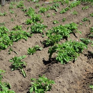 Disease Resistant Table Potato Kurazh from Holland