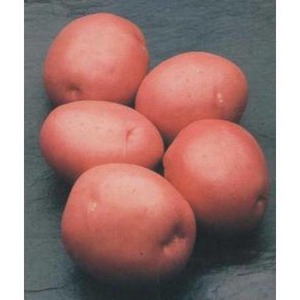 Disease Resistant Table Potato Kurazh from Holland