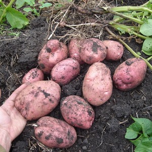 Disease Resistant Table Potato Kurazh from Holland