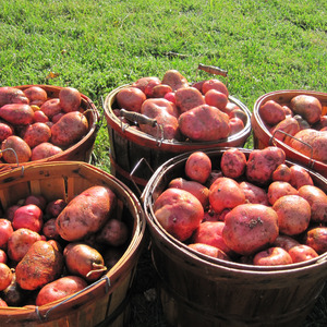 Disease Resistant Table Potato Kurazh from Holland