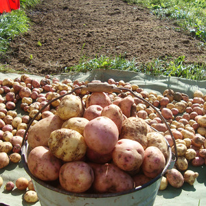 Disease Resistant Table Potato Kurazh from Holland