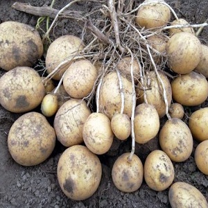 Favorite by farmers for its ease of care and productivity, the Lasunok potato variety