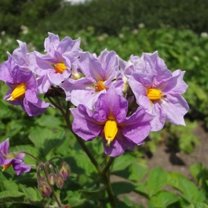 A promising, unpretentious and productive variety of Desiree potatoes from Dutch breeders