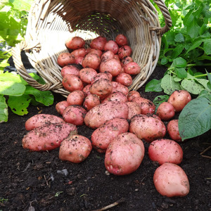 A promising, unpretentious and productive variety of Desiree potatoes from Dutch breeders