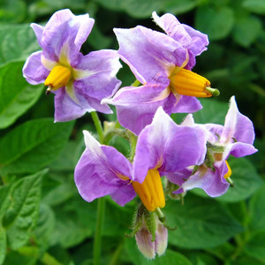A promising, unpretentious and productive variety of Desiree potatoes from Dutch breeders