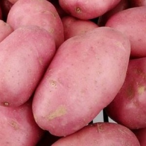 A promising, unpretentious and productive variety of Desiree potatoes from Dutch breeders