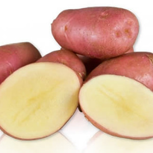A promising, unpretentious and productive variety of Desiree potatoes from Dutch breeders