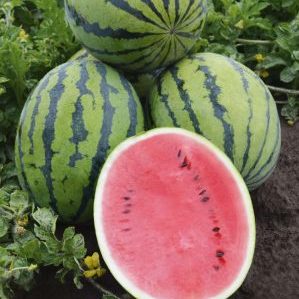 An unpretentious care ultra-early watermelon Bedouin f1 for central Russia