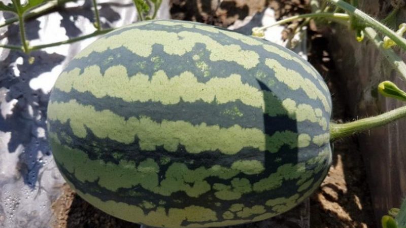 Unpretentious care ultra-early watermelon Bedouin f1 for central Russia