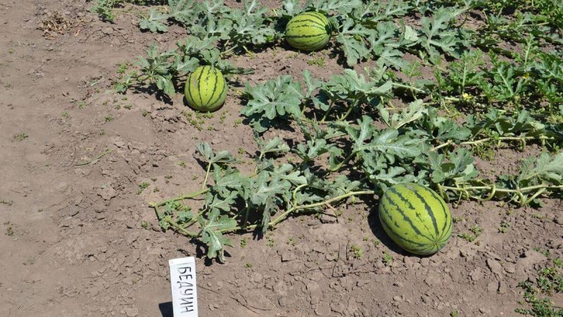 An unpretentious care ultra-early watermelon Bedouin f1 for central Russia