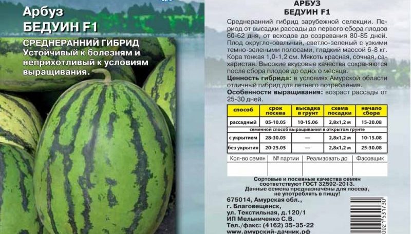 An unpretentious care ultra-early watermelon Bedouin f1 for central Russia
