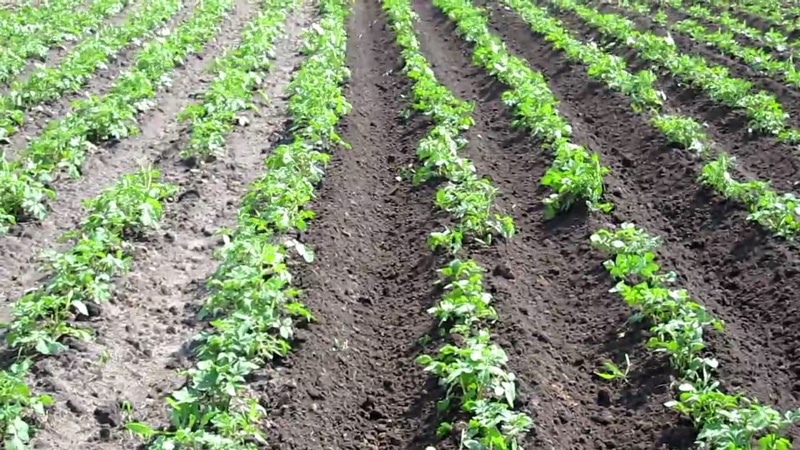 Mid-season unpretentious potato variety Arizona: variety description, advantages and disadvantages