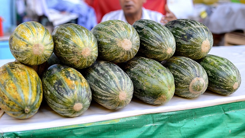 Fragrant and tasty Khasanka melon: how to choose and grow on your site