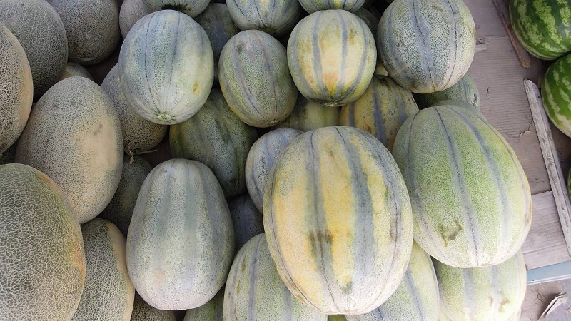 Fragrant and tasty Khasanka melon: how to choose and grow on your site