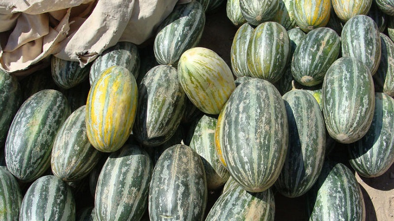 Fragrant and tasty Khasanka melon: how to choose and grow on your site