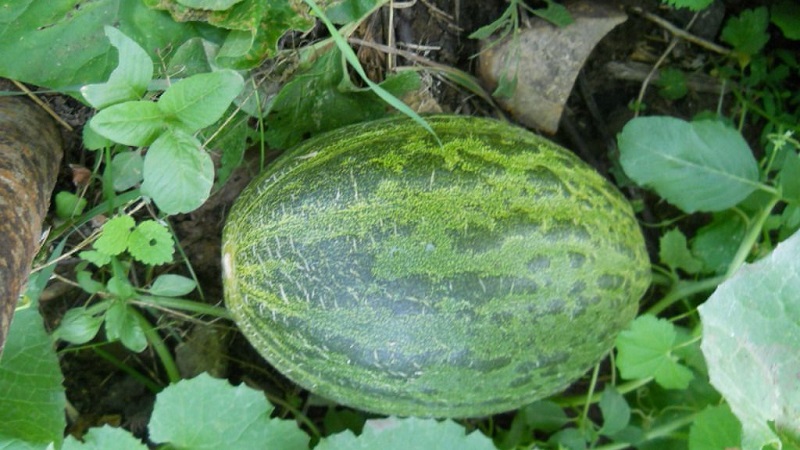 Fragrant and tasty Khasanka melon: how to choose and grow on your site