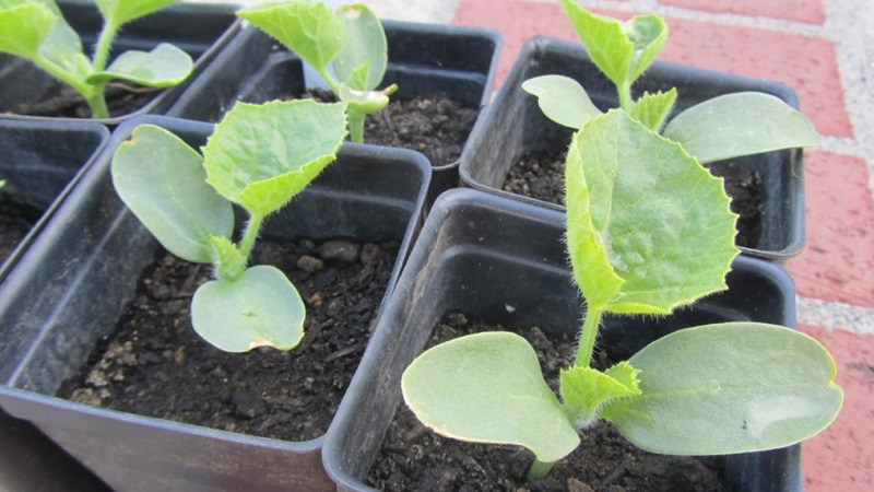 Fragrant and tasty Khasanka melon: how to choose and grow on your site