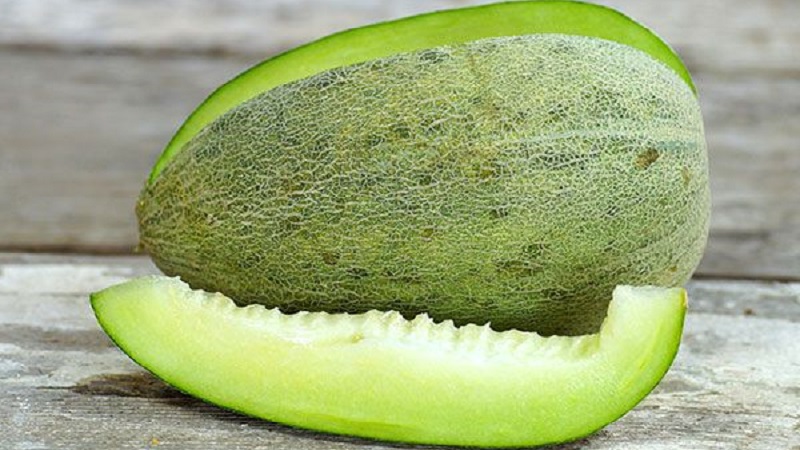 Fragrant and tasty Khasanka melon: how to choose and grow on your site