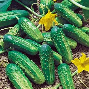Ajax f1 cucumber hybrid review: features, advantages and disadvantages