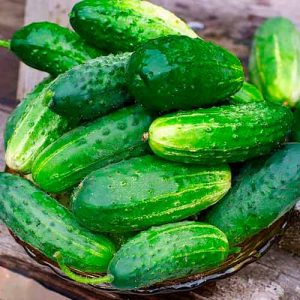 Ajax f1 cucumber hybrid review: features, advantages and disadvantages