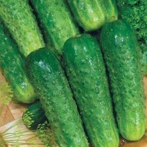 Ajax f1 cucumber hybrid review: features, advantages and disadvantages