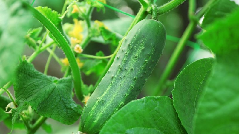 Ajax f1 cucumber hybrid review: features, advantages and disadvantages