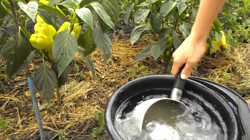 Fertilizers for bell peppers: how to feed in the open field for growth and thickness