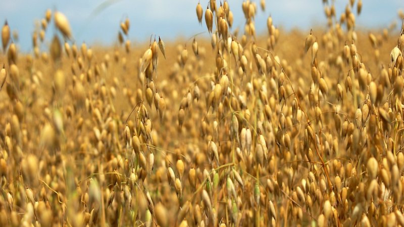 Why oats are useful for diabetes mellitus and how to use it correctly with maximum benefit