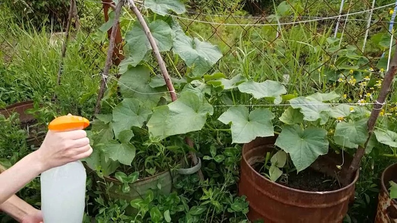 What is useful for feeding cucumbers with ammonia and how to use it correctly