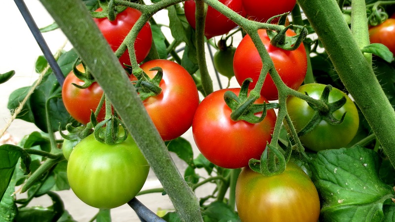 How to water tomatoes to blush faster: the best top dressing for tomatoes and life hacks to speed up ripening