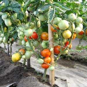 How to water tomatoes to blush faster: the best top dressing for tomatoes and life hacks to speed up ripening