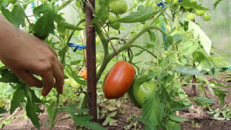 How to water tomatoes to blush faster: the best top dressing for tomatoes and life hacks to speed up ripening