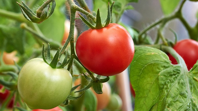 How to water tomatoes to blush faster: the best top dressing for tomatoes and life hacks to speed up ripening