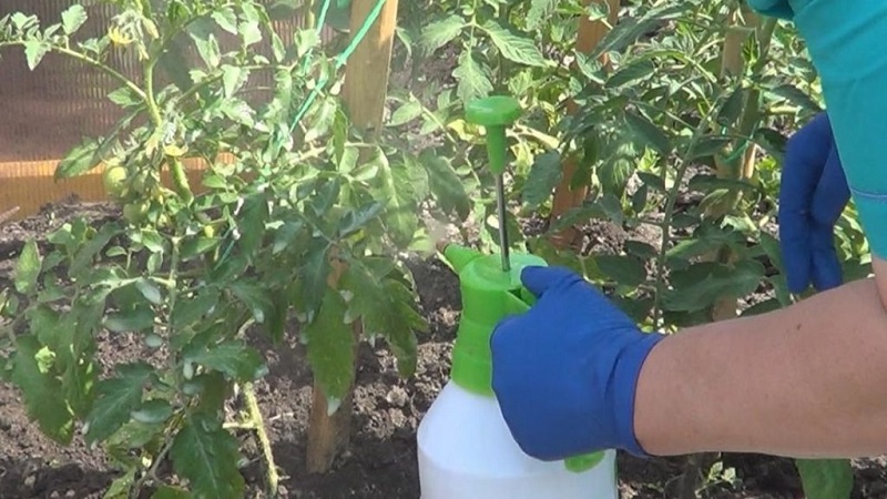 How to water tomatoes to blush faster: the best top dressing for tomatoes and life hacks to speed up ripening
