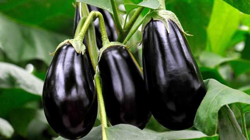 What to do to prevent the eggplant from being bitter and is it possible to eat bitter fruits