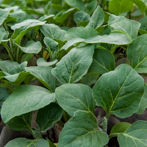 What to do to prevent the eggplant from being bitter and is it possible to eat bitter fruits
