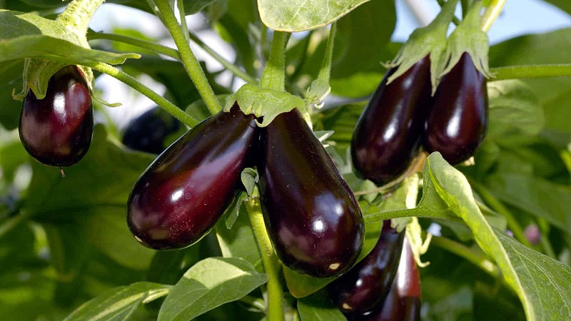 What to do to prevent the eggplant from being bitter and is it possible to eat bitter fruits