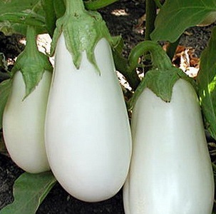 What to do to prevent the eggplant from being bitter and is it possible to eat bitter fruits