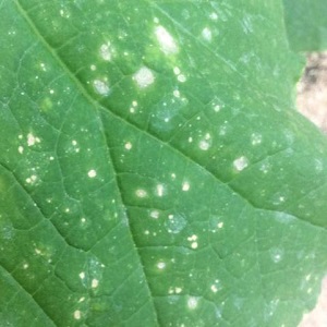What to do if spots appear on the leaves of cucumbers?