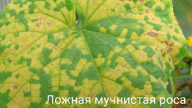 What to do if spots appear on the leaves of cucumbers?
