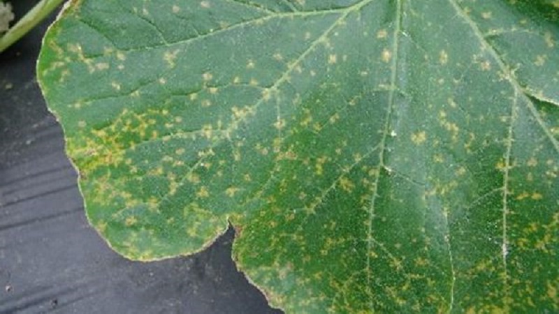 What to do if spots appear on the leaves of cucumbers?