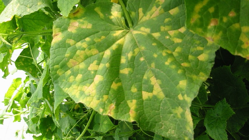 What to do if spots appear on the leaves of cucumbers?