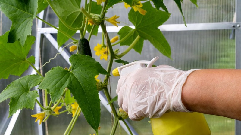 What to do if spots appear on the leaves of cucumbers?